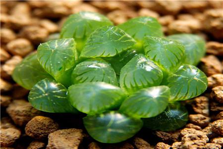 玉露有哪些繁殖方法