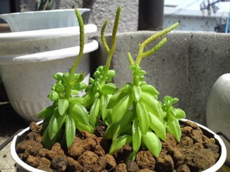 斧叶椒草还可吸收辐射