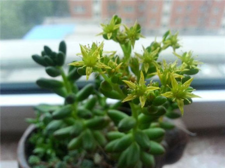 虹之玉开花啦