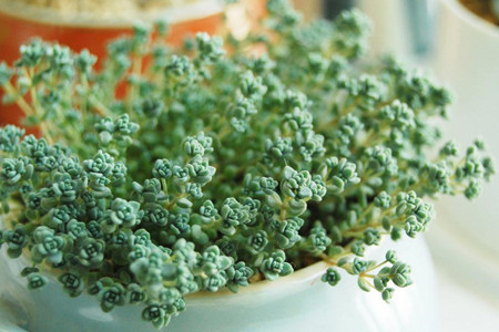多肉植物 多肉植物