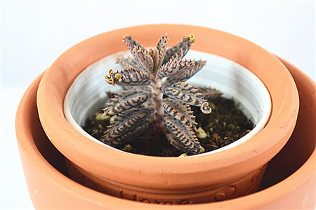 落地生根水肥管理技巧