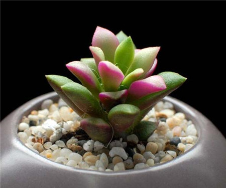 春梦殿锦如何浇水