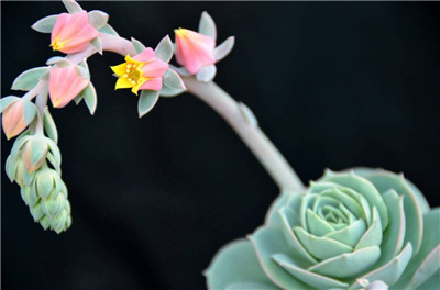 蓝石莲开花的寓意图片