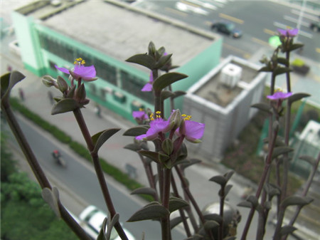 重扇会开花吗