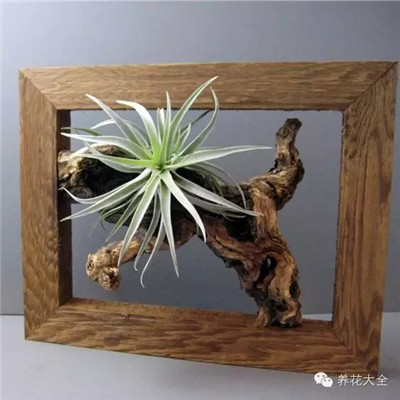 空位凤梨 空位凤梨