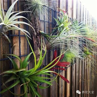 空气凤梨图片 空气凤梨图片