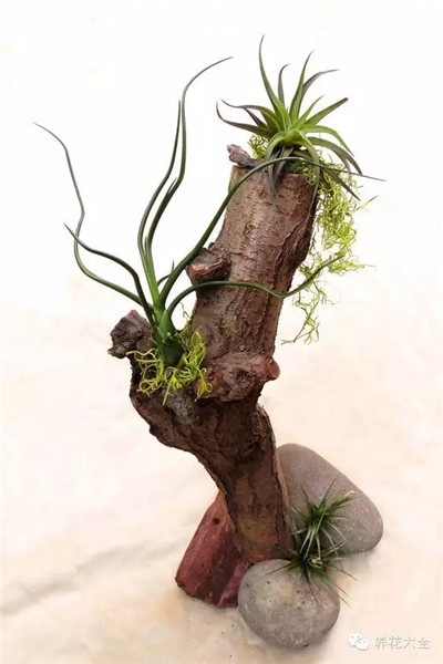 空气凤梨枯木造型 空气凤梨枯木造型