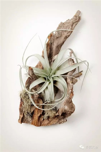 空气凤梨枯木造型欣赏 空气凤梨枯木造型欣赏