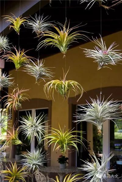 悬挂的空气凤梨 悬挂的空气凤梨