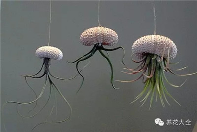 空气凤梨与贝壳 空气凤梨与贝壳