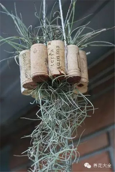 空气凤梨与软木塞 空气凤梨与软木塞