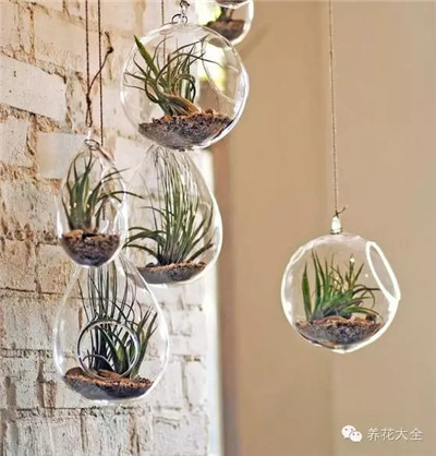 空气凤梨与玻璃瓶 空气凤梨与玻璃瓶