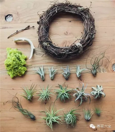 制作空气凤梨花环的做法 制作空气凤梨花环的做法