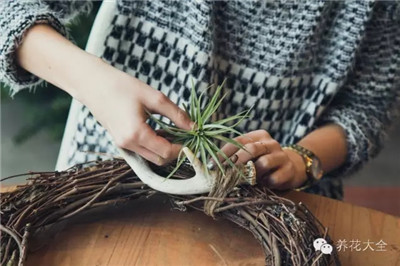 放空气凤梨 放空气凤梨