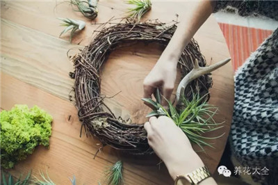 空气凤梨 空气凤梨