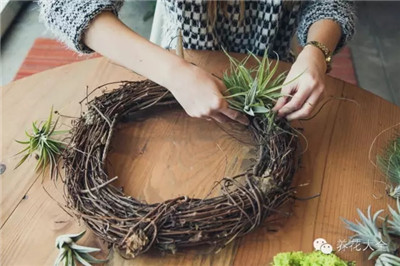 继续放空气凤梨 继续放空气凤梨