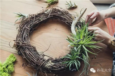 空气凤梨排排放 空气凤梨排排放