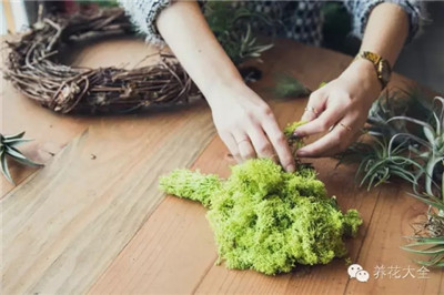 放上苔藓 放上苔藓