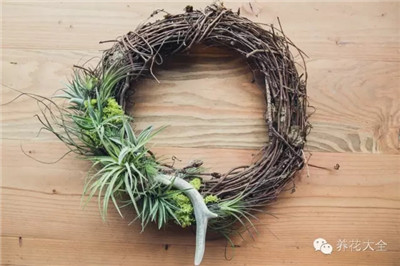 空气凤梨花环 空气凤梨花环