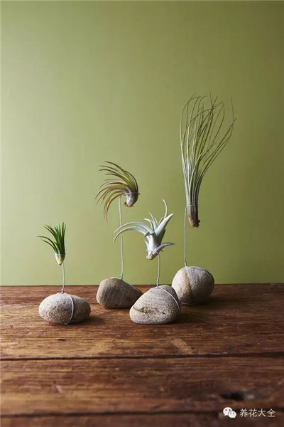 空气凤梨花环 空气凤梨花环