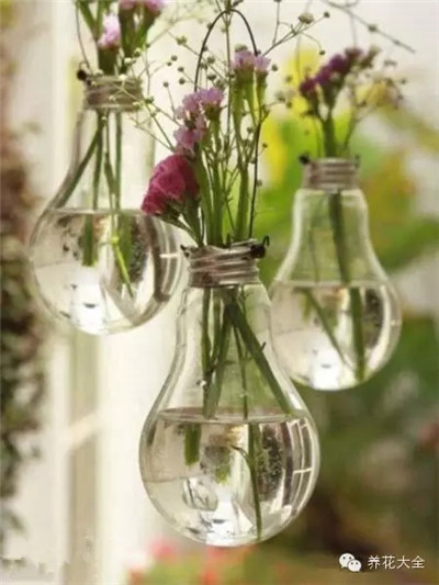 灯泡养花 灯泡养花