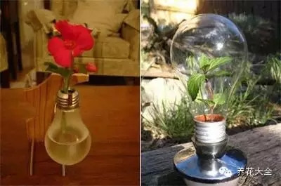 灯泡中的花 灯泡中的花