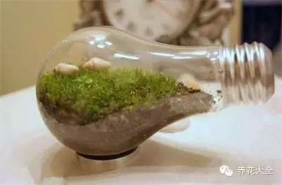 灯泡也能养花 灯泡也能养花