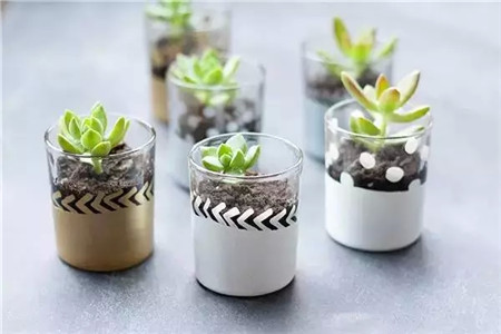 酒瓶花盆 酒瓶花盆