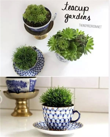 杯子花盆的盆身也很养眼 杯子花盆的盆身也很养眼