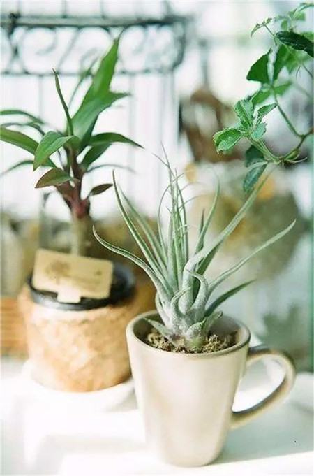 杯子花盆的随意搁置 杯子花盆的随意搁置