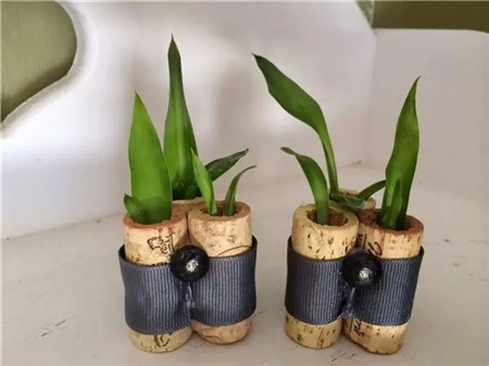 软木塞也可做花盆惊呆你了吗 软木塞也可做花盆惊呆你了吗