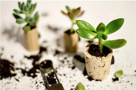 软木塞花盆制作成功 软木塞花盆制作成功