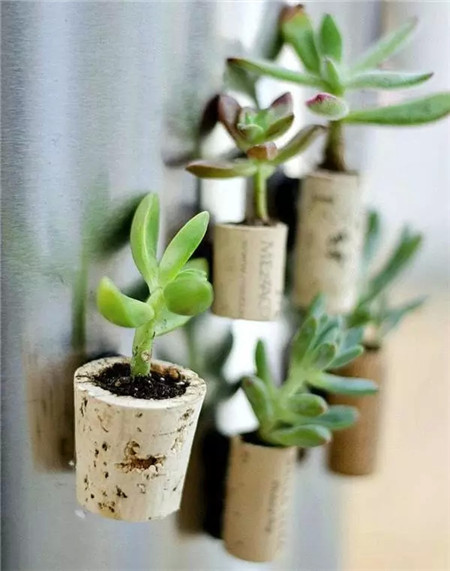 软木塞花盆制作是不是很简单呢 软木塞花盆制作是不是很简单呢