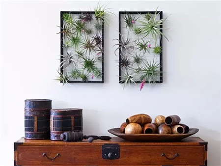 美丽别致的花盆 美丽别致的花盆