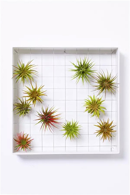 花盆还可以这样,你造了吗 花盆还可以这样,你造了吗