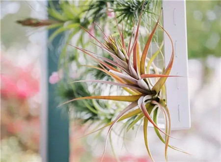 处处春意就是创意花盆的馈赠 处处春意就是创意花盆的馈赠