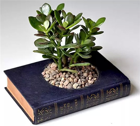 充满书香气息的花盆 充满书香气息的花盆