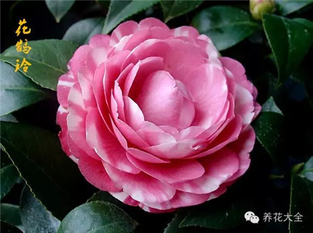 10个养殖技巧让你的茶花花繁叶茂!