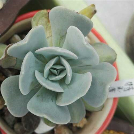 特玉莲养殖方法