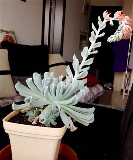 特玉莲开花