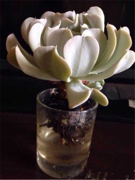 特玉莲可以水培吗