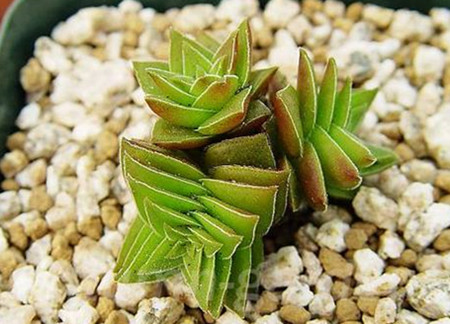 茜之塔种植