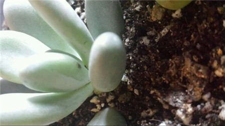 星美人冬季养护技巧