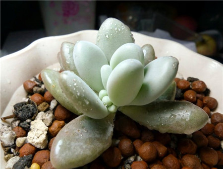 星美人叶片干瘪之后怎么养护