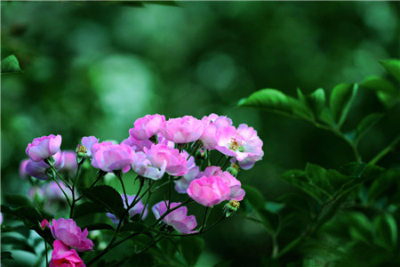 蔷薇花的生长需要阳光