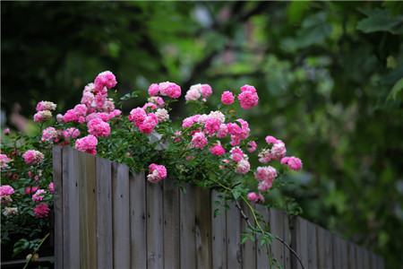 蔷薇花