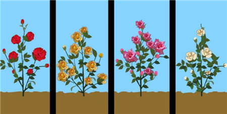 根据品种修剪蔷薇花