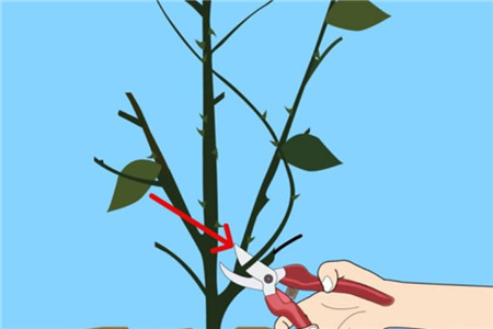 蔷薇花枯枝
