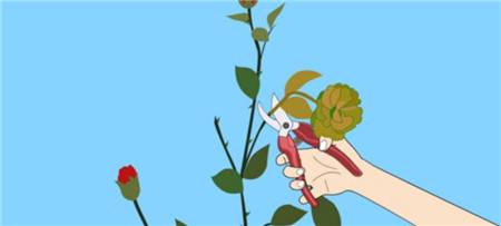 摘除枯萎的蔷薇花