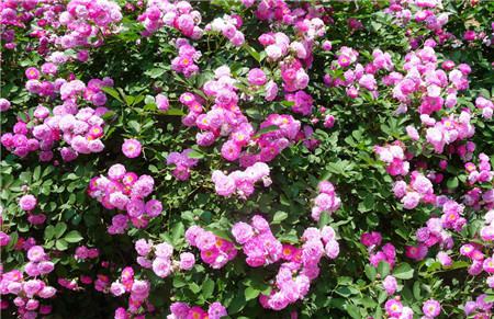 蔷薇花浇水季节差异